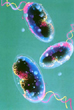 Vibrio Cholerae, bacteria causante del cólera