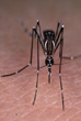 Aedes Aegypti, vector de la fiebre amarilla