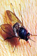 Mosca Tse-Tse, vector de la Tripanosomiasis